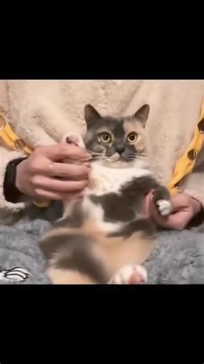 Tess tess tuss tuss | Mr.B