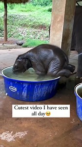 11K views · 673 reactions | Splish Splash  having a #blast ♥️﫶 | Sweet Tino Bebes Journey Familia & Beyond | Facebook