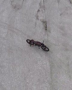 4.5K views · 286 reactions | ✈️Feel like you have wings✈️ - Indian PowerPlus Daytona 1919 1000cc  | Classic Motorcycle | Facebook