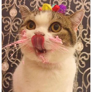 Funniest Cat Compilation 2020 - Cats so Fun!!! 😍🤣 | Cats so Fun