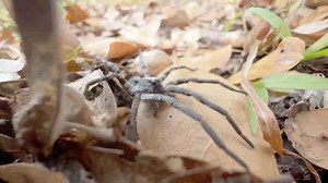 Why some spiders are more dangerous than you realize