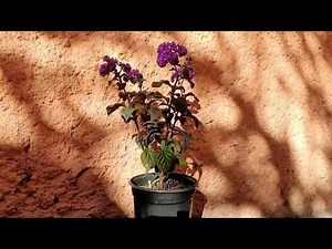 HELIOTROPO, planta medicinal muy valiosa