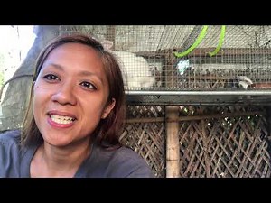 Reasons why mating rabbits fail