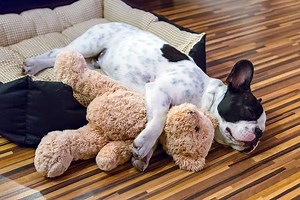 7 Best Washable Dog Beds: Keep Your Dog Comfy and Clean