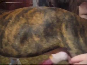 Kristy Dog Sex at Home - Extreme Porn Videos