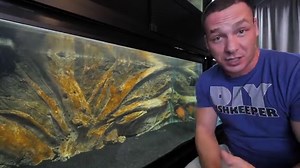 Astronotus ocellatus - Pauwoog Cichlide