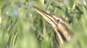 American Bittern Adult Lone Looking Around : vidéo de stock (100 % libre de droit) 1011473738 | Shutterstock