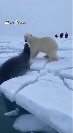 Leopard Seal Attacks Polar Bear Under Ice — Real Arctic Footage!