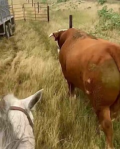 2.5M views · 5.8K reactions | Gathering herd bulls. This is UU Laredo. A home raised Diablo son out of a top Bakken cow. Quite a unique pedigree. His calves are as stout and long as we’ve raised. We are looking forward to his females. | Van Newkirk Herefords | Facebook