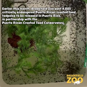 Earlier this month, we sent 4,885 critically endangered Puerto Rican Crested Toad tadpoles to be released in Puerto Rico, in partnership with the Puerto Rican Crested Toad Conservancy. This species is the only toad native to Puerto Rico, and our conservation efforts are helping bring the population back! This year's cohort brings the number of tadpoles bred and sent for release by the Zoo to 25,613 total since 2017! 🐸 #PuertoRicanCrestedToads #Tadpoles #Conservation | Brookfield Zoo Chicago