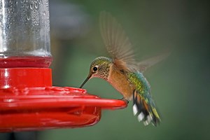 How To Make Homemade Hummingbird Food