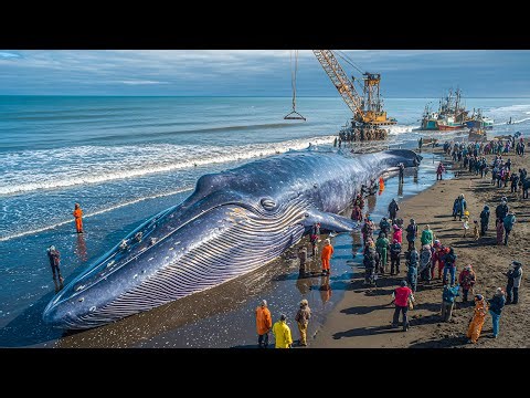 Hunting the 150,000KG Fin Whale – Deep-Ocean Longline Fishing Documentary