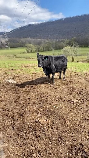 197K views · 2.3K reactions | Translators >> (Via @brettdyer1/TikTok) | Slap Dicks Cattle Co. | Facebook