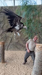 This was not part of the plan 😳🦅 This lappet faced vulture was having absolutely none of it and decided I was the problem today 😅