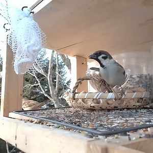 The sparrows eating seeds in the winter #naturelife #motherbird #wildlife #birdlovers #birdnest #babybird #birdsounds #nature #birdsofinstagram #littlebird #bird #birdlife #babybird #naturelover #birdwatching #lifewithbird #reviewbirdnest #lifewithbirds | Hridoy Hello Deshbashi