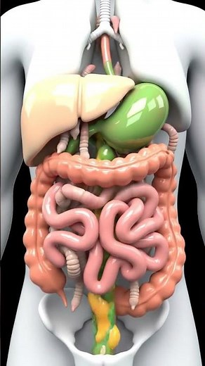 Human Digestion Explained in 3D Colorful Anatomy Animation with Parasites