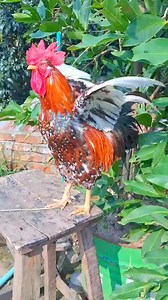 4K views · 91 reactions | Adorable My Rooster Crowing Sounds |...