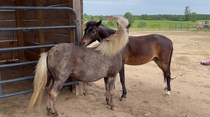 Besties, Jed and Flash, demonstrate the “you scratch my back I’ll scratch yours“ ￼ maneuver for reaching those hard to reach itches. 💕😜￼ | Frog Song Farm Sanctuary