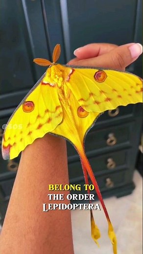 Most Beautiful Moths in Ever 😍🦋 #moths