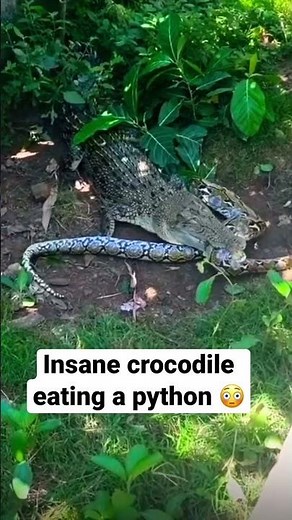 Crocodile vs python 😱 crocodile eats python ⚠️ #snakevscrocodile #crocodile #nature