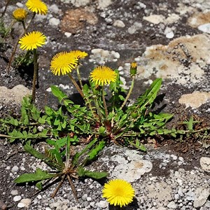 Dandelion Seeds — 100  Taraxacum Officinale Organically Grown Heirloom Edible Wildflower Pollinator Garden - Etsy Canada