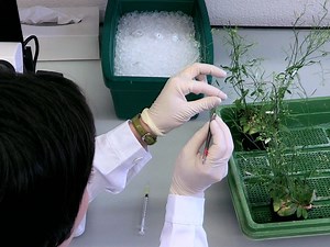 Vidéo: Isolement efficace et rapide d’embryons à un stade précoce à partir de graines d’Arabidopsis thaliana