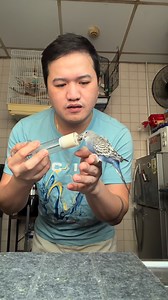 12K views · 137 reactions | Raised by Love: Our Hand-Fed Budgies #budgies #budgiecare #birdlife | Ven Anastacio | Facebook