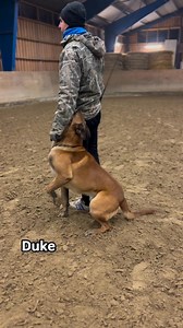 8.6K views · 323 reactions | Some obedience training with my dog Duke : focus & basic positions !!! #dog #dogs #malinois #belgianmalinois #dogtraining #dogsofinstagram #pet #animals #animal #obediencetraining less | German shepherds | Facebook