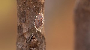Cottony Cushion Scale Insect Icerya Purchasi Stock Footage Video (100% Royalty-free) 1073559575 | Shutterstock