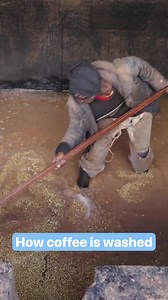 1.6K views · 17 reactions | Process of Washing Coffee | Coffee Farmers Kenya Ltd | Facebook