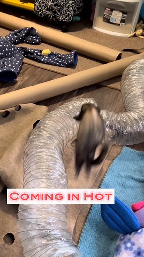 Those little hops 😍 . . . . . . #ferrets #ferretlifeishard #ferretsplaying #happypets #funnyferrets #ferretmom #mykidshavepaws #cominginhot🔥 | Ferrettails