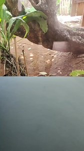 3.5K views · 25 reactions | RACIKAN STRONG DIJAMIN HALAL ala Bang IWA kusuma(IWA K) Duren+kopi asli Wonosalam.. BERANI COBA??? #kewonosalamaja | Pariwisata Wonosalam | Facebook