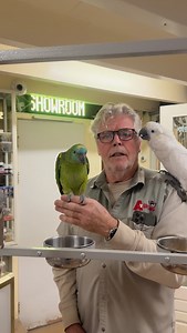 Tamme blauwvoorhoofd amazone #papegaai #papegaaien #dennispapegaai | Dennis Papegaai