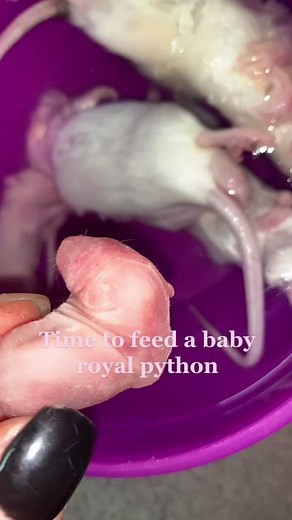 !WARNING FROZEN/THAWED FEEDING VIDEO! Feeding time at the zoo! #fyp #foryoupage #royal #royalpython #ball #ballpython #snake #reptile