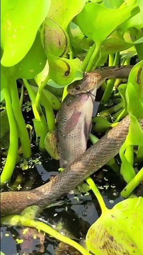 "Hunting Snakes Underwater! Eye-catching Fishing Scenes" #snake #animallife #snakeresque