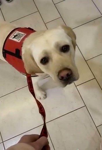 Dog Picks Up His Favorite Soft Toy From Store - 1359463