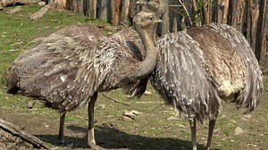 Two adults of Darwin's rhea Rhea pennata, also known as the lesser rhea.