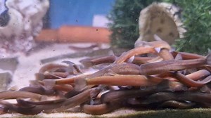 26K views · 367 reactions | Khuli loach feeding frenzy 藍 | Pier Aquatics | Facebook