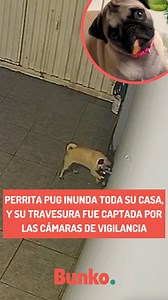 Perrita pug inunda toda su casa, y su travesura fue captada por las cámaras de vigilancia. Te hará reír mucho😱🐾😂. #perros #perrosgraciosos #perroschistosos | Bunko