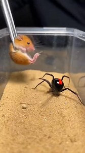 7.3M views · 10K reactions | The Mouse Stepped Too Close  Caption: A tense moment as a mouse comes face to face with a spider. One sudden move, sharp instincts, and raw survival unfold in seconds. AI Line (caption ke end me): ⚠️ AI generated video for study purposes. #MouseSpider #WildlifeThriller #NatureShock #AnimalEncounter | Insect Planet | Facebook