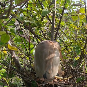 Green Heron Feeding Chicks | Million Viewer | Facebook