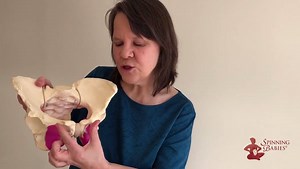 3.9K views · 42 reactions | Learn about the female pelvis finding the landmarks and structures in the pelvis. More here: bit.ly/SpB-BrA | Spinning Babies | Facebook