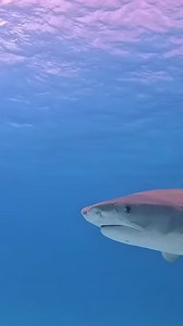 Tiger shark facts! Tiger sharks are known for their unique coloration, with distinct stripes and spots. The younger tiger sharks tend to bolder colors & stripes. This pattern helps them blend into their environment (ie waves and sand) for camouflage and hunting. As they grow older, these stripes tend to fade, and their skin color changes to a darker shade of dark blue-green & grey, which is likely due to different environmental and behavioral factors as they mature. 🌊 Video and caption by @alix