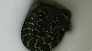 Australian animal encounters