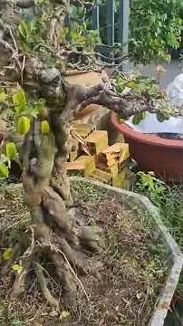 khế gân trực cành phóng siêu quả cực đẹp