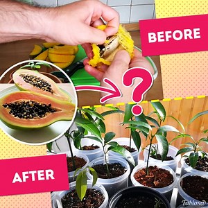 3.6K views | Grow your own papaya and other store-bought fruits at home. | Fabiosa Hearty | Facebook