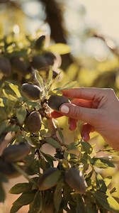 Jean-Pierre Jaubert, unser Mandel-Produzent 🍃 Im Jahr 2000 traf Jean-Pierre Olivier Baussan, den Gründer von L’OCCITANE en Provence. Die beiden sprachen gemeinsam über das Projekt von Olivier: Süssmandelöl aus der Provence für seine Kosmetikprodukte zu nutzen. Das Süssmandelöl ist seit der Antike für seine zahlreichen Vorteile bekannt und von Natur aus reich an hautschützenden Inhaltsstoffen wie Vitamin E und Omega-9! ☀️⁣ https://linktr.ee/loccitane_ch -- Jean-Pierre Jaubert, notre producteur d