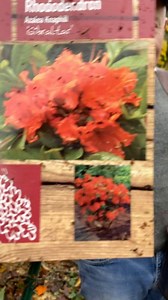 Azalea Gibraltar is a stunning orange Azalea that stands out from the crowd in spring Available on webshop Link in bio All Ireland delivery | Pergola Nurseries Garden Corner