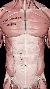 The trapezius muscle is a large, triangular, paired muscle located on the posterior aspect of the neck and thorax. When viewed together, this pair forms a diamond or trapezoid shape, hence its name. The trapezius has many attachment points, extending from the skull and vertebral column to the shoulder girdle. The trapezius belongs to the superficial layer of the extrinsic muscles of the back, along with latissimus dorsi, rhomboid major and minor, and levator scapulae muscles. The trapezius is la