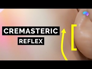 Cremasteric Reflex | Testicular Examination - OSCE Guide | UKMLA | CPSA | PLAB 2